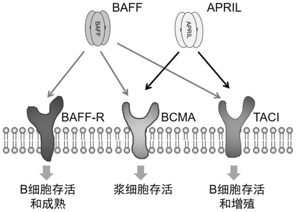 A kind of chimeric antigen receptor and its application