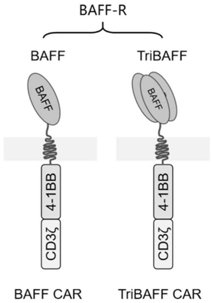 A kind of chimeric antigen receptor and its application