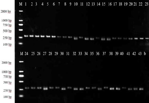 Toxic amanita species identification method based on DNA mini-barcode technology and application
