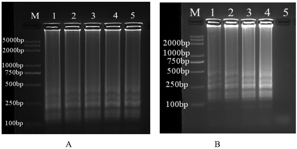 LAMP primer pair used for I subgroup fowl adenovirus detection and detection method thereof