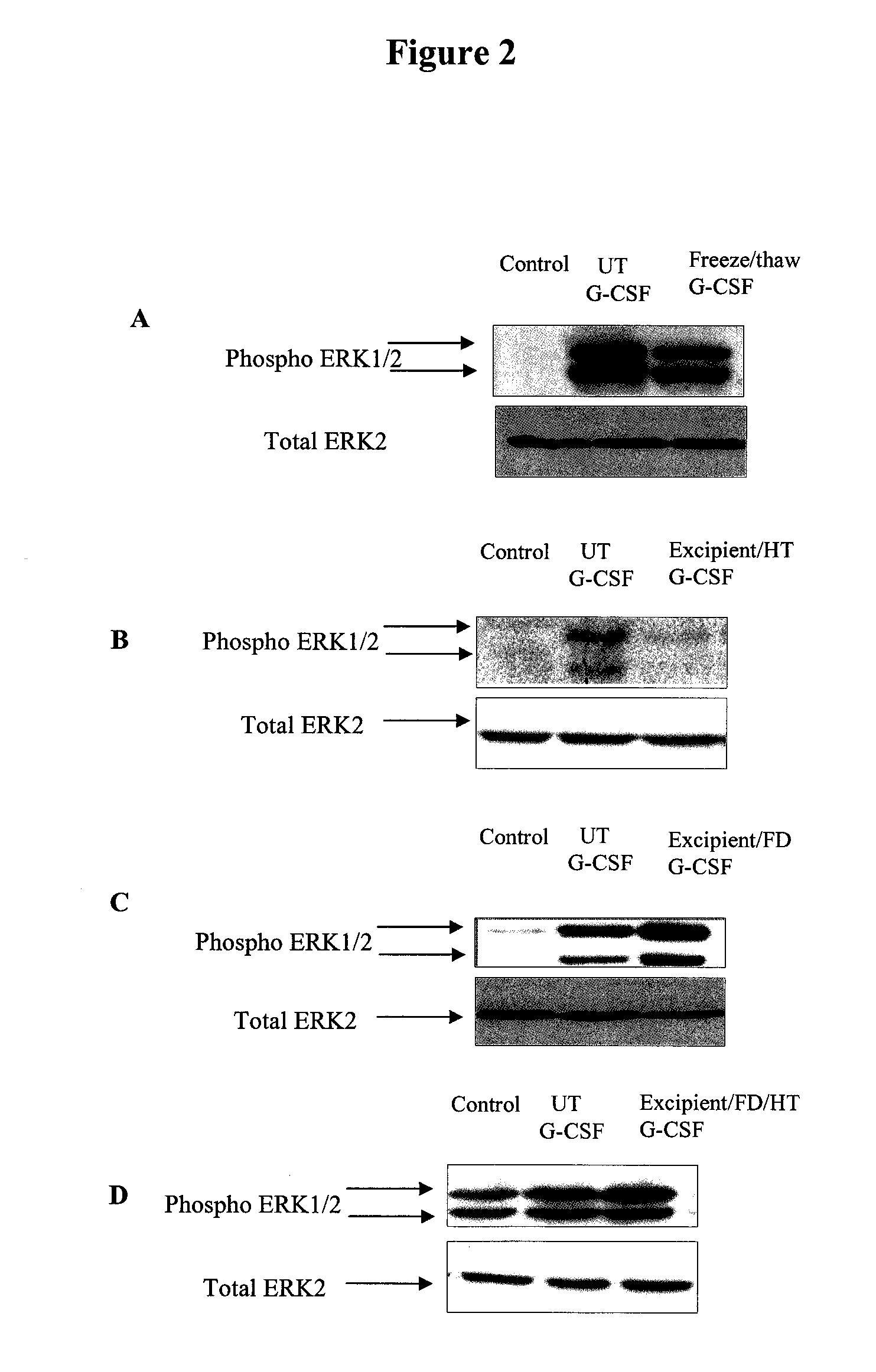 Method for Preserving Polypeptides Using a Sugar and Polyethyleneimine