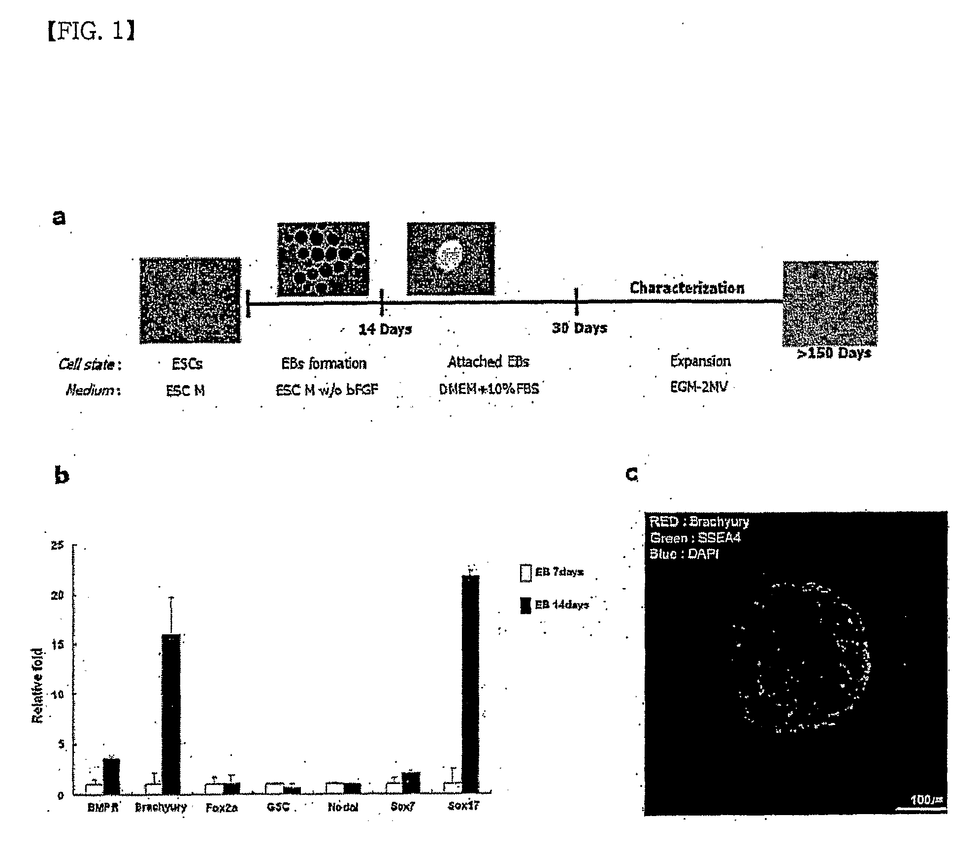 Method for producing mesenchymal stem cells from human pluripotent stem cells, and mesenchymal stem cells produced by same