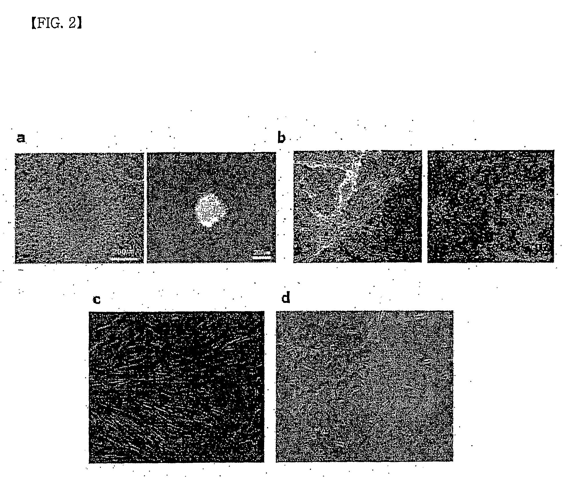 Method for producing mesenchymal stem cells from human pluripotent stem cells, and mesenchymal stem cells produced by same