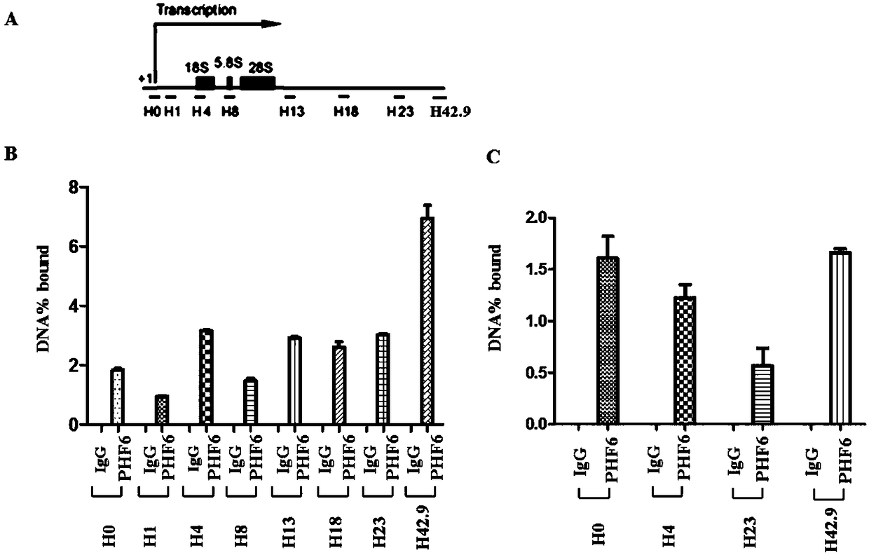 Substances for regulating chromatin histone methylation level of rDNA gene and application thereof