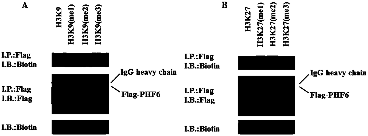 Substances for regulating chromatin histone methylation level of rDNA gene and application thereof