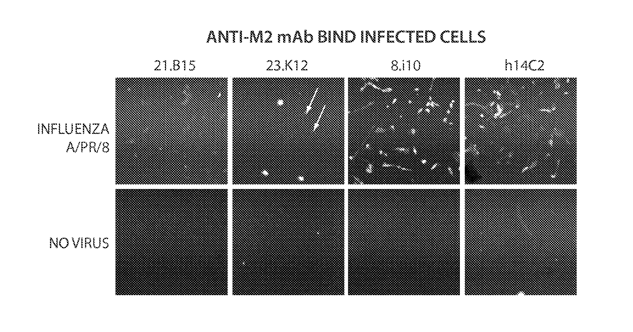 Compositions And Methods For The Therapy And Diagnosis Of Influenza