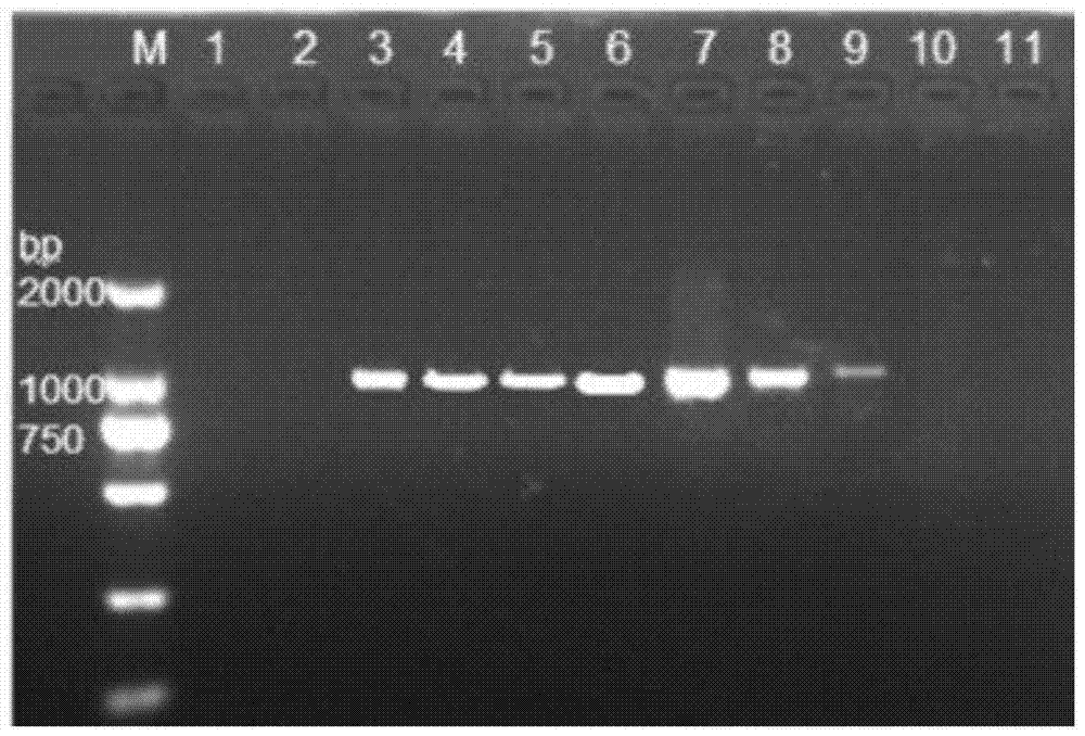 Microsporidia met‑ap2 gene of Bombyx mori and its application