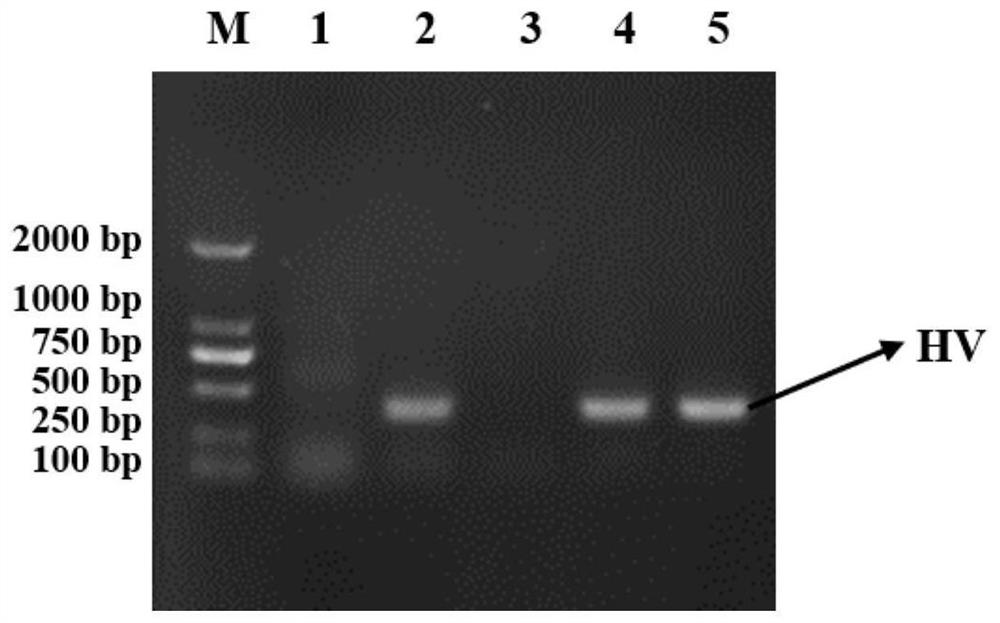 Full-swine-origin African swine fever virus monoclonal antibody and preparation method thereof