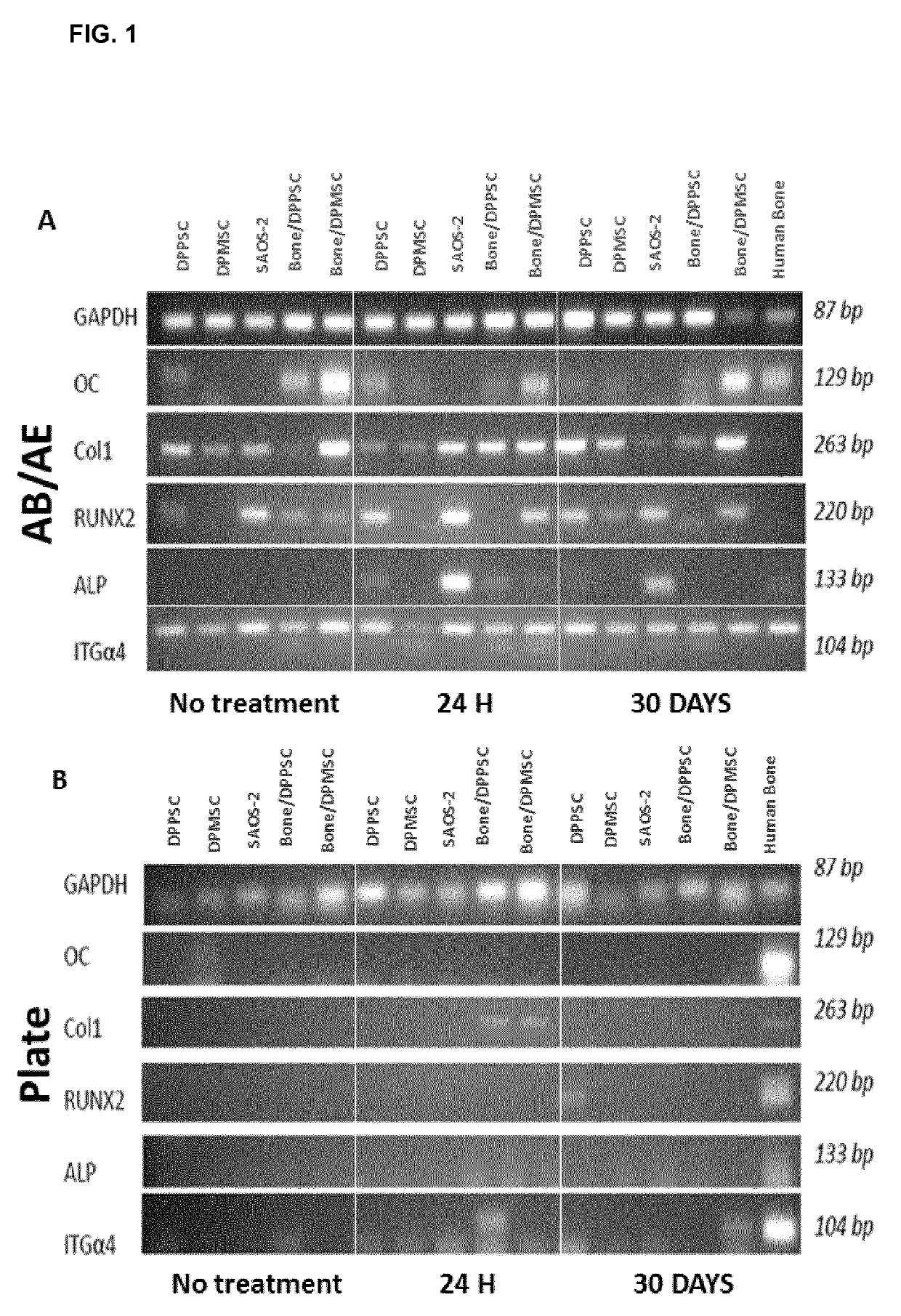 Bone bioactive composition and uses thereof