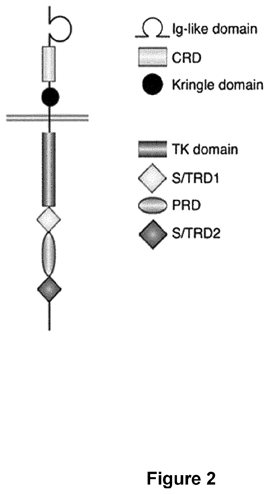ROR1 (NTRKR1) specific chimeric antigen receptors for cancer immunotherapy