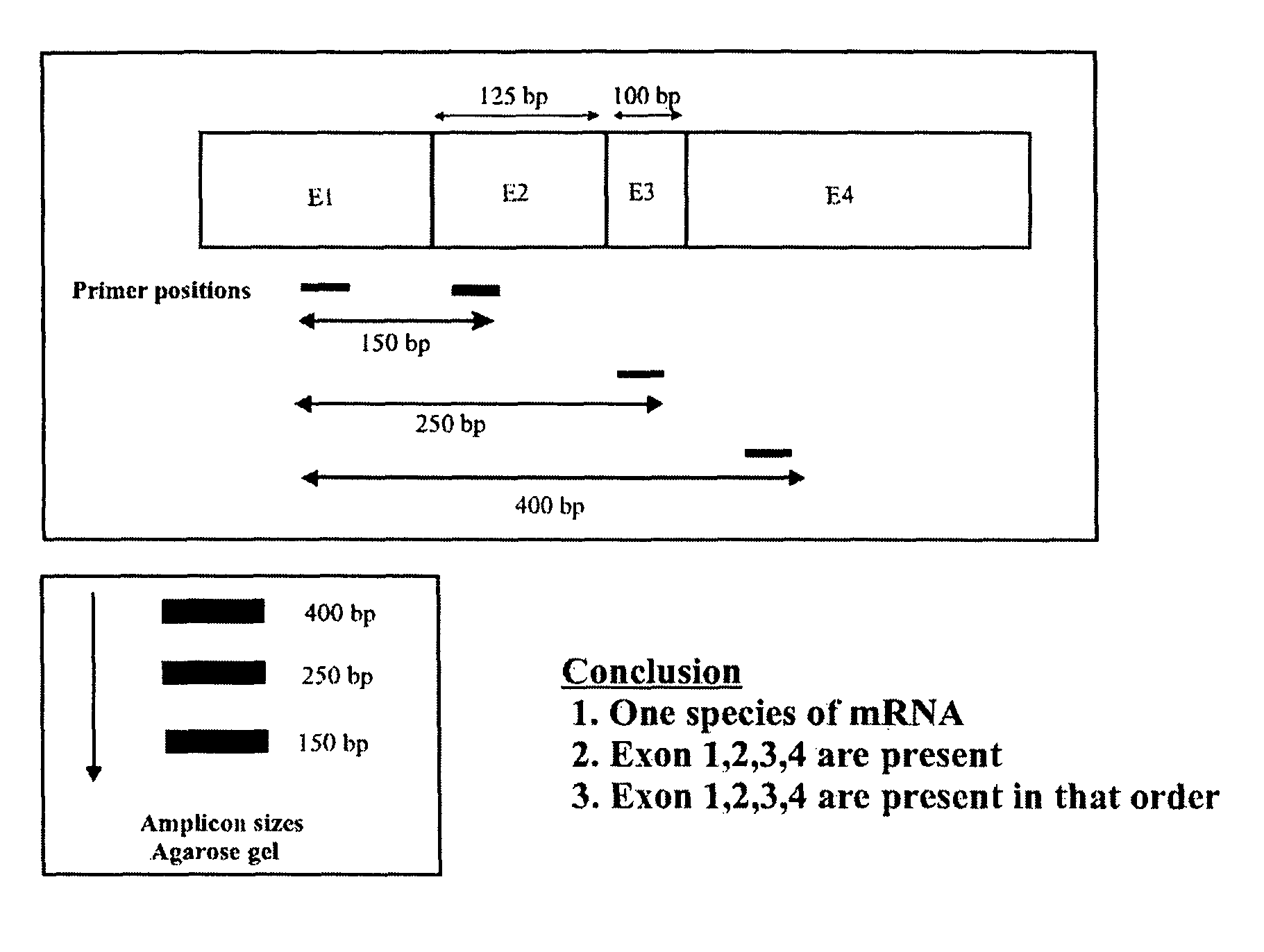 Determination of variants produced upon replication or transcription of nucleic acid sequences