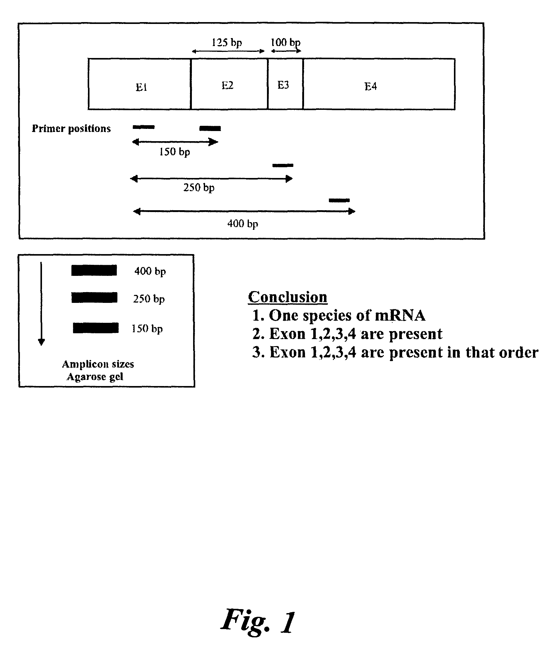 Determination of variants produced upon replication or transcription of nucleic acid sequences