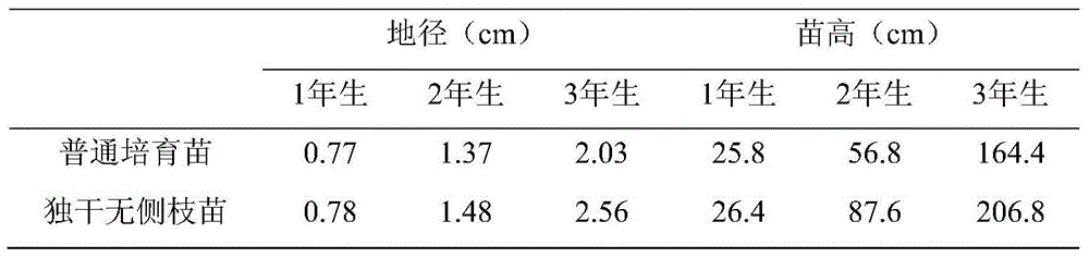 Layering budding and high-branch head changing based gingko fine tree form cultivation method
