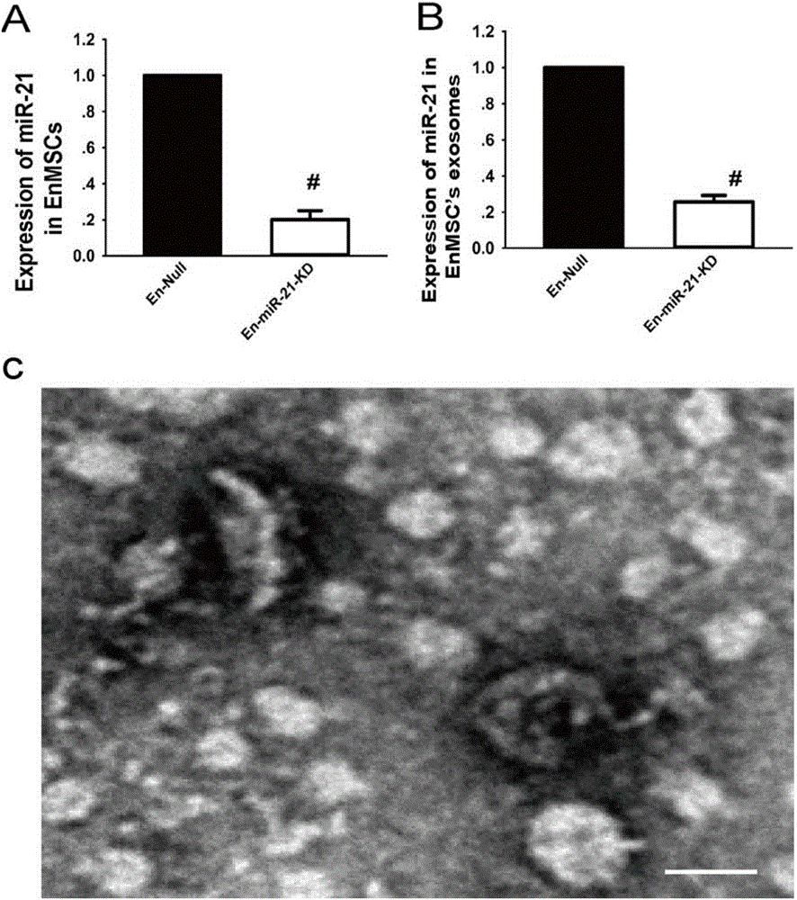Application of miR-21 in preparing EnMSCs (endometrium derived mesenchymal stem cells) paracrine effect regulator