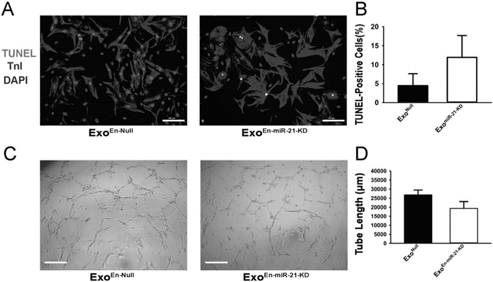 Application of miR-21 in preparing EnMSCs (endometrium derived mesenchymal stem cells) paracrine effect regulator