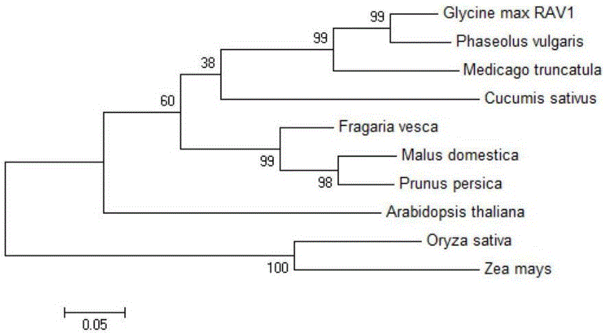 Application of gene GmRAV1 related to photoperiod adjusting and controlling of soybean