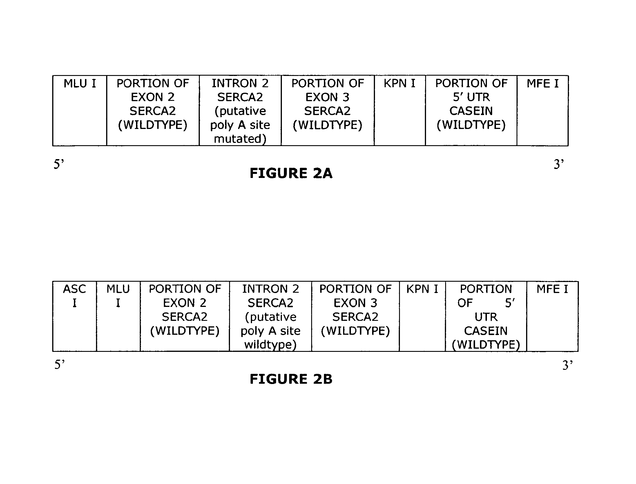 Synthetic 5'UTRs, expression vectors, and methods for increasing transgene expression