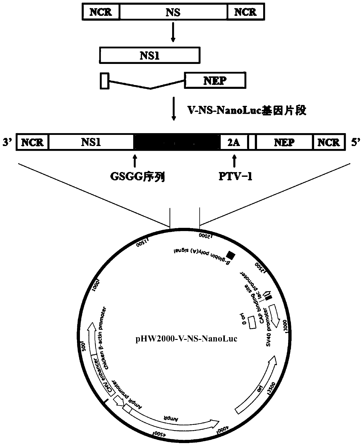 Recombinant avian influenza virus carrying NanoLuc gene and application thereof in living imaging mouse model