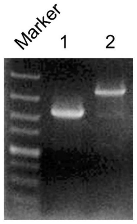 Genetic engineering strain for producing ergothioneine and construction method thereof as well as application