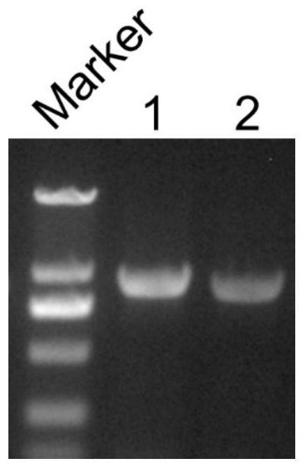 Genetic engineering strain for producing ergothioneine and construction method thereof as well as application