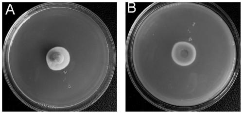 A dse fungus and a method for rapid mycorrhization of blueberry tissue cultured seedlings