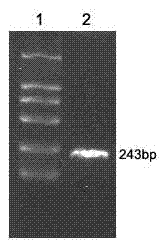 Hepatitis B virus multi-epitope fusion protein and preparation method and application thereof