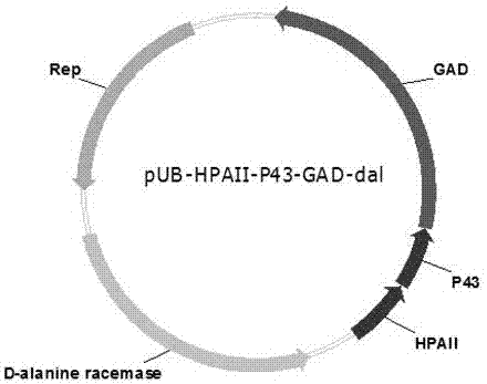 Construction method and fermenting method of antibiotic-resistance-free recombinant bacillus subtilis for expressing glutamate decarboxylase