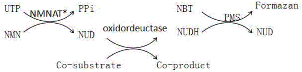 Method for enzymatic synthesis of nicotinamide uracil dinucleotide