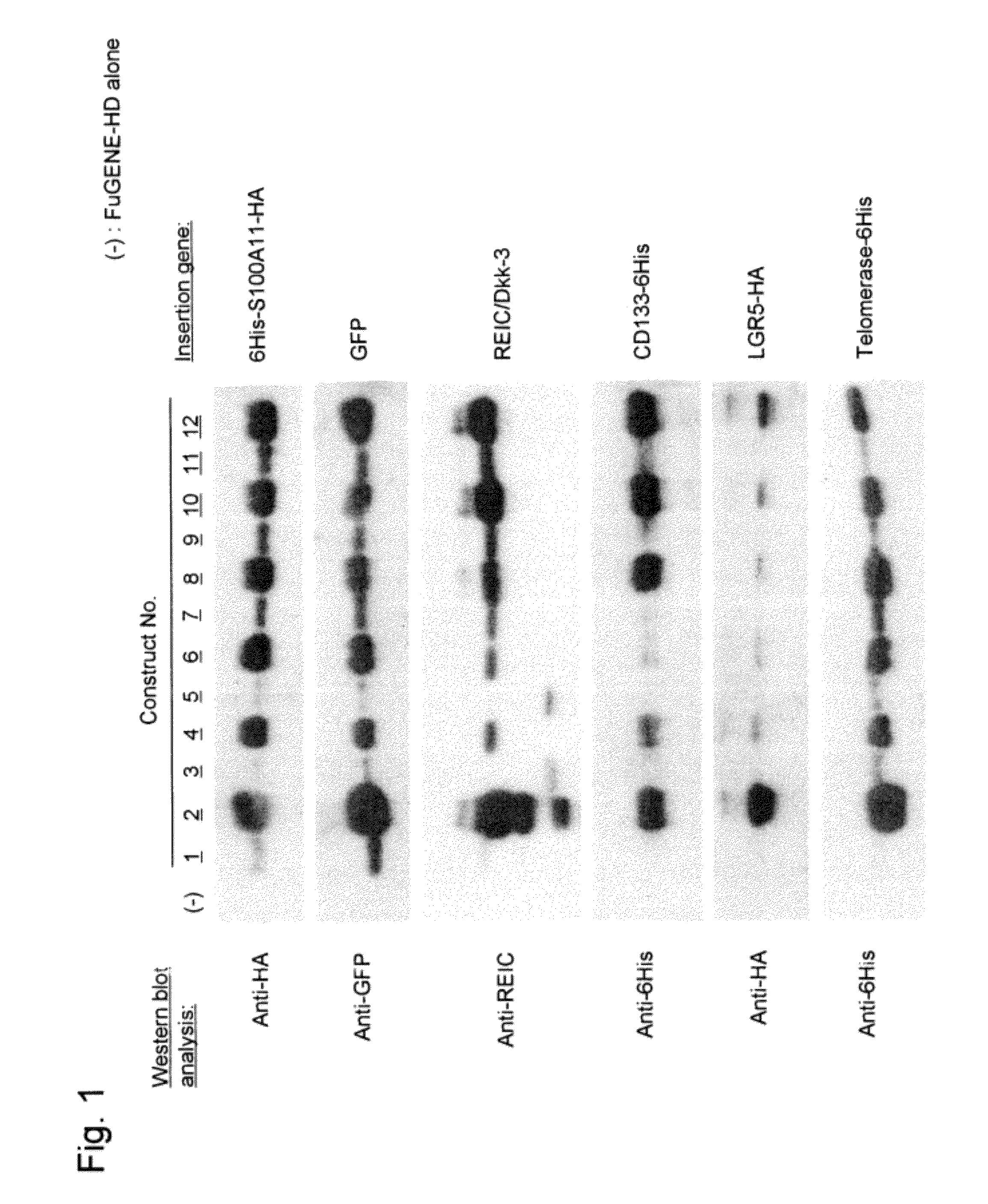 System for increasing gene expression and vector comprising the system