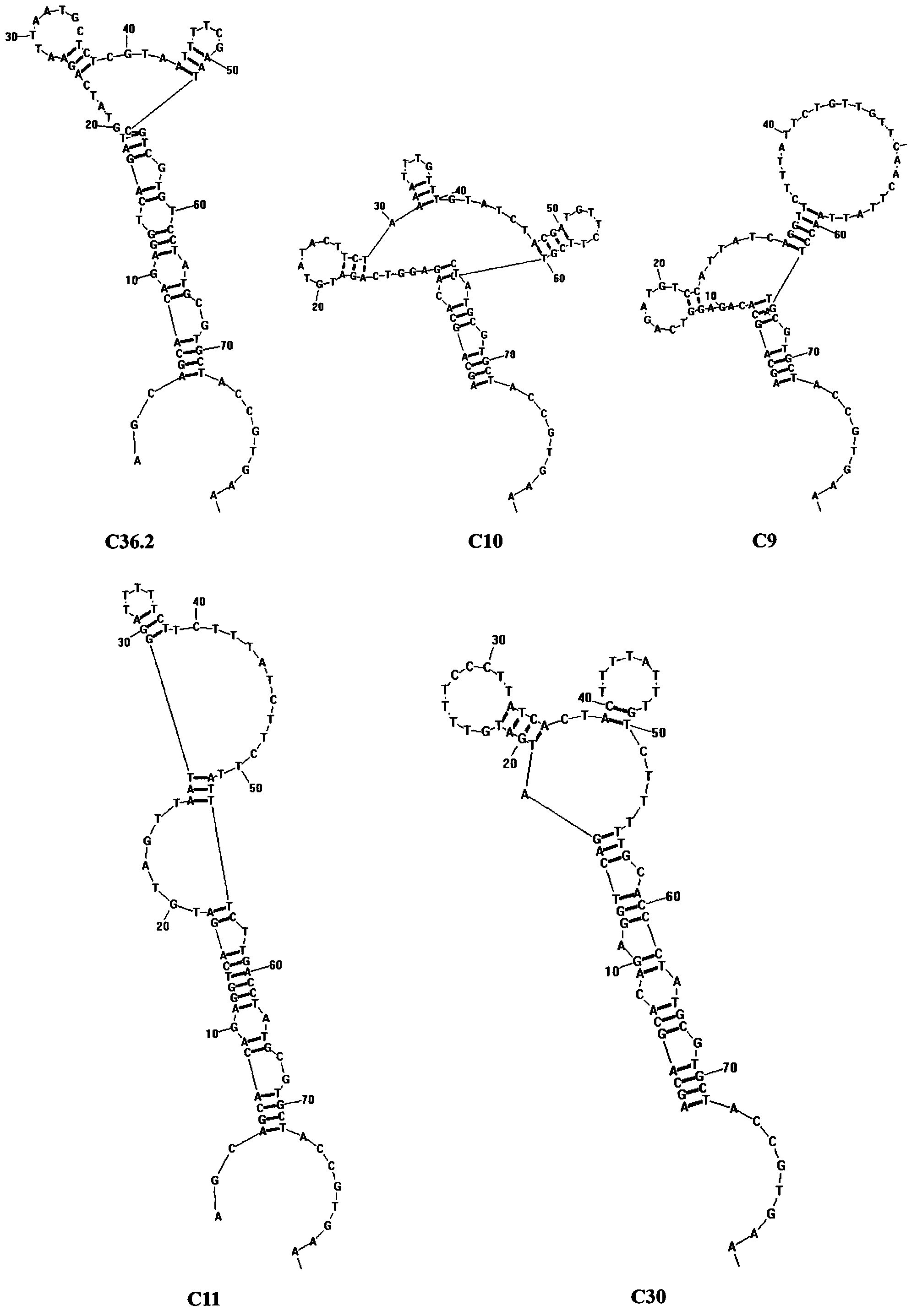 One group of aptamers for specifically recognizing staphylococcus aureus enterotoxin C1