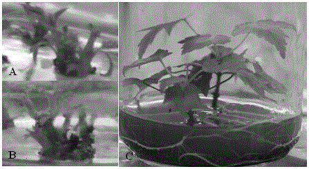 A method suitable for rapid tissue propagation of American red maple