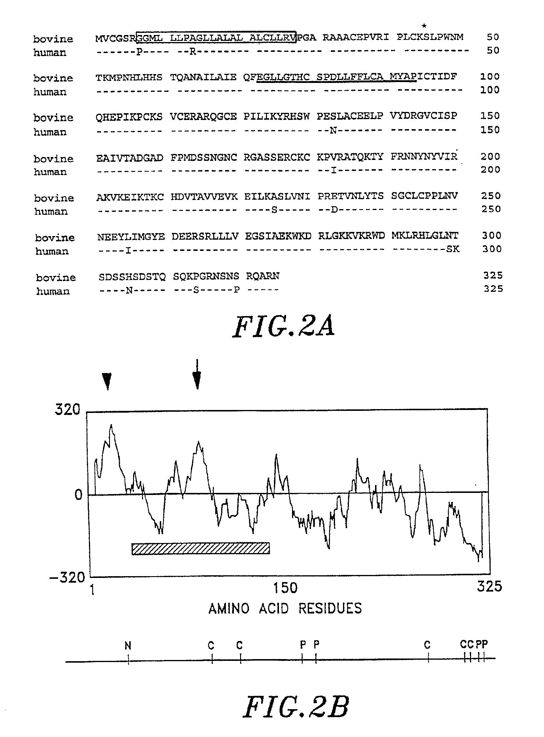 Method of modulating tissue growth using Frzb Protein