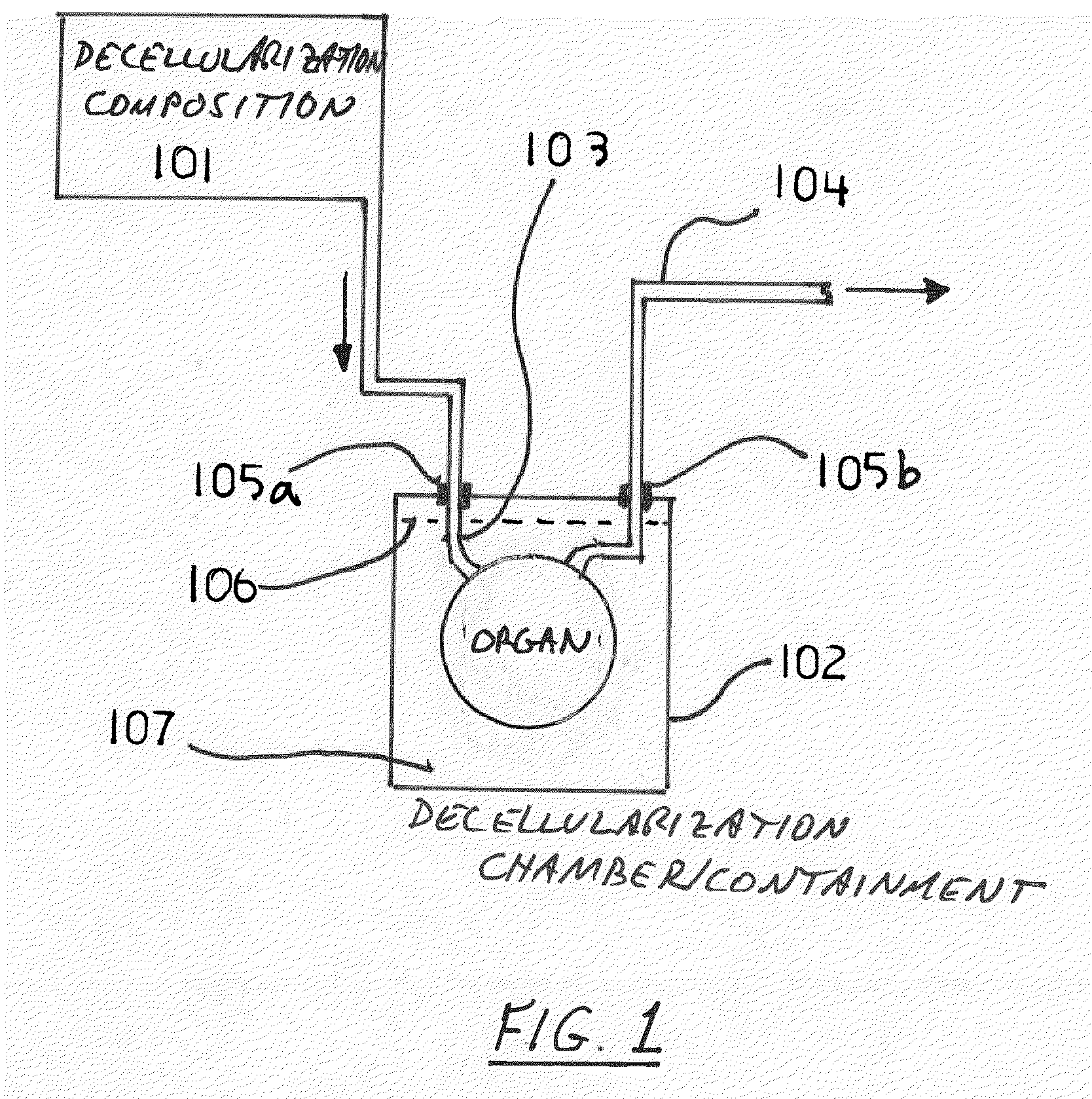 Decellularization and recellularization apparatuses and systems containing the same