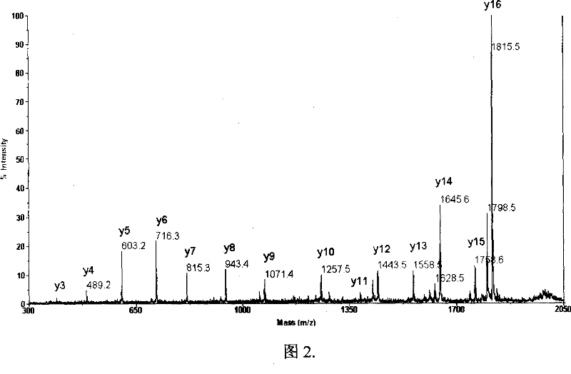 Method for enriching and sequencing protein terminal peptide fragment and reagent kit