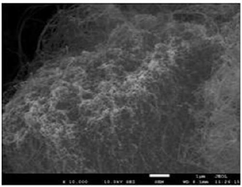 Preparation method and application of nano molybdenum disulfide/nitrogen-doped carbon nanotube array hybrid composite electrode