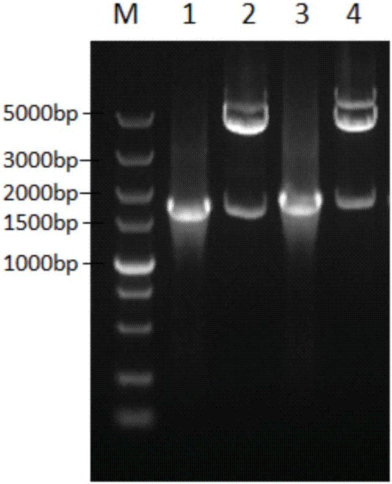 Recombinant porcine parvovirus-like particle and its preparation method and application