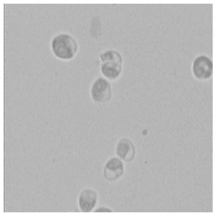 A kind of chlorella w4 capable of removing heavy metals in water with high heavy metal content and its application