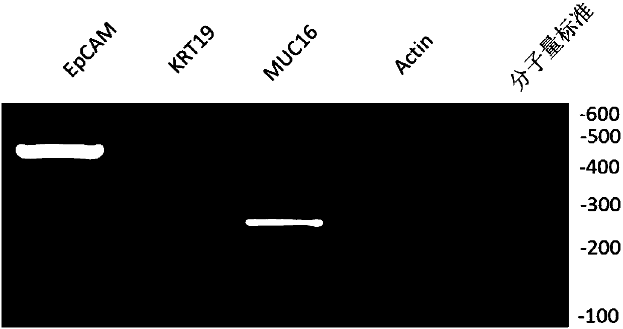 Kit for detecting pancreatic cancer cells in peripheral blood