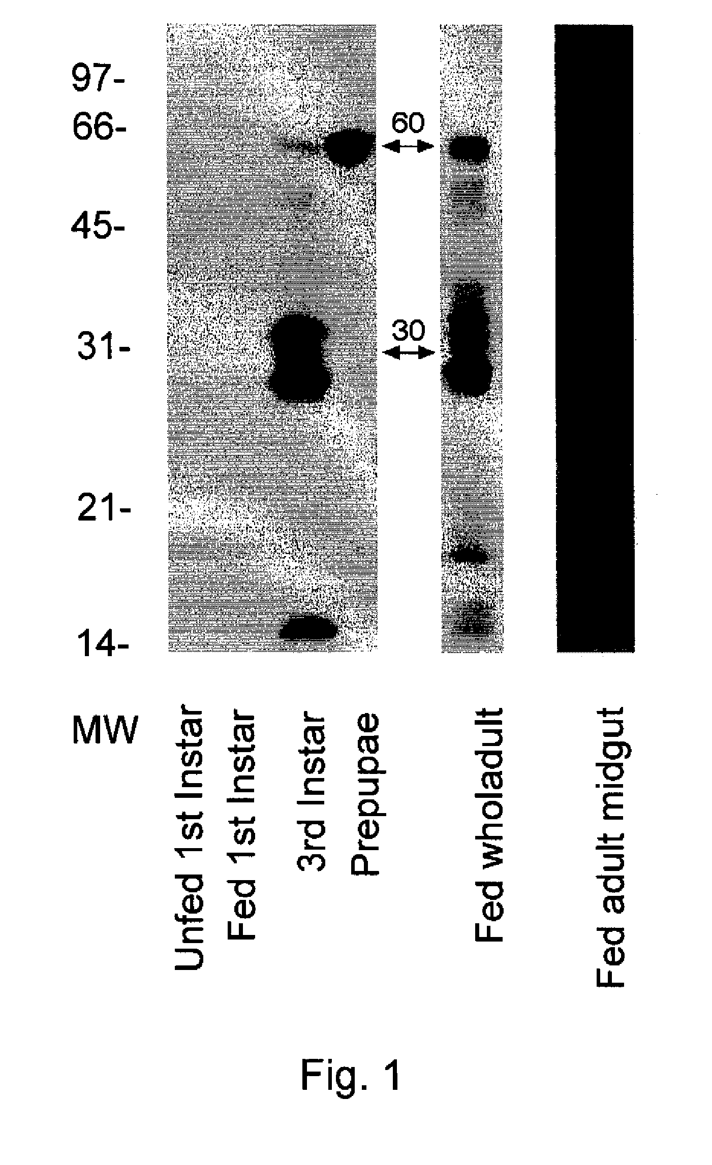 Novel Carboxylesterase Nucleic Acid Molecules, Proteins and Uses Thereof