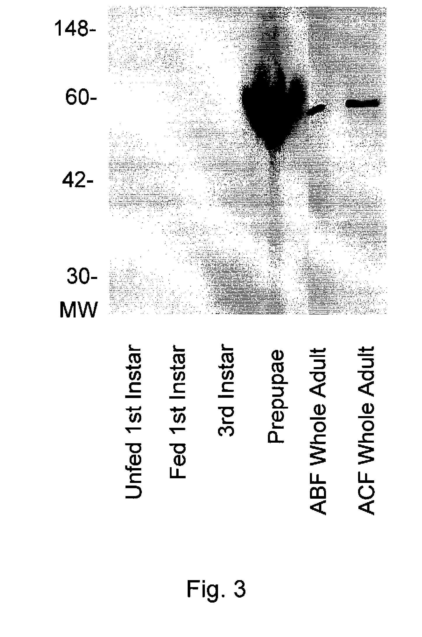 Novel Carboxylesterase Nucleic Acid Molecules, Proteins and Uses Thereof