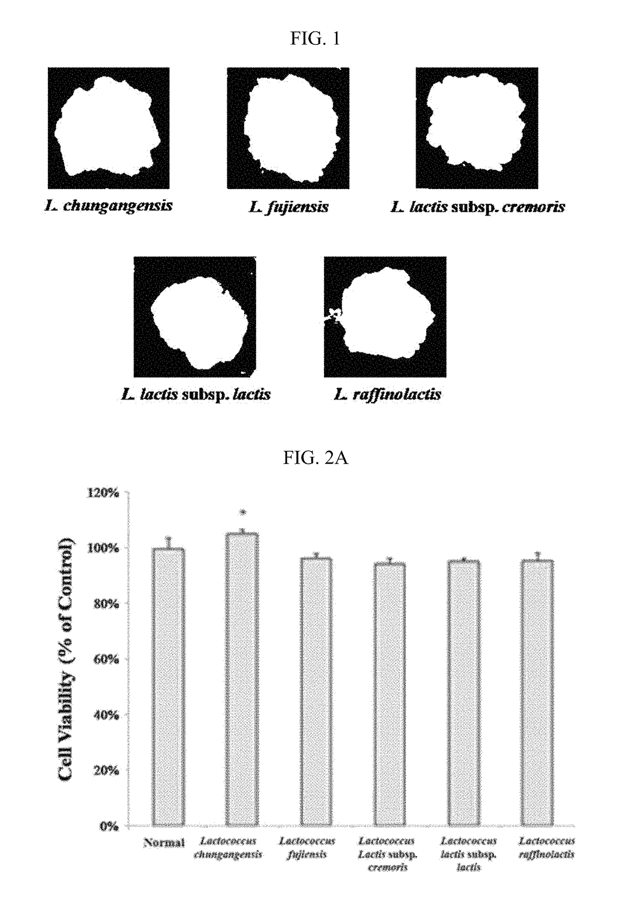 Food composition, containing <i>Lactococcus </i>strain as active ingredient, for alleviating hangover