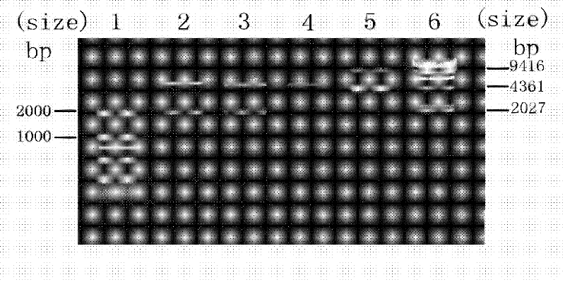 Kit for amplifying herpes simplex virus 1 (HSV-1) alkaline nuclease gene and method for expressing HSV-1 alkaline nuclease