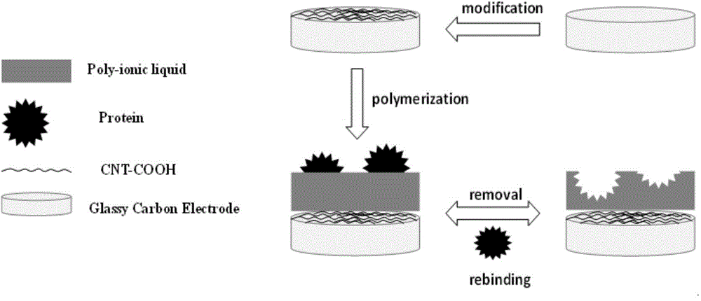 Protein molecular imprinting polyion liquid membrane electrochemical transducer