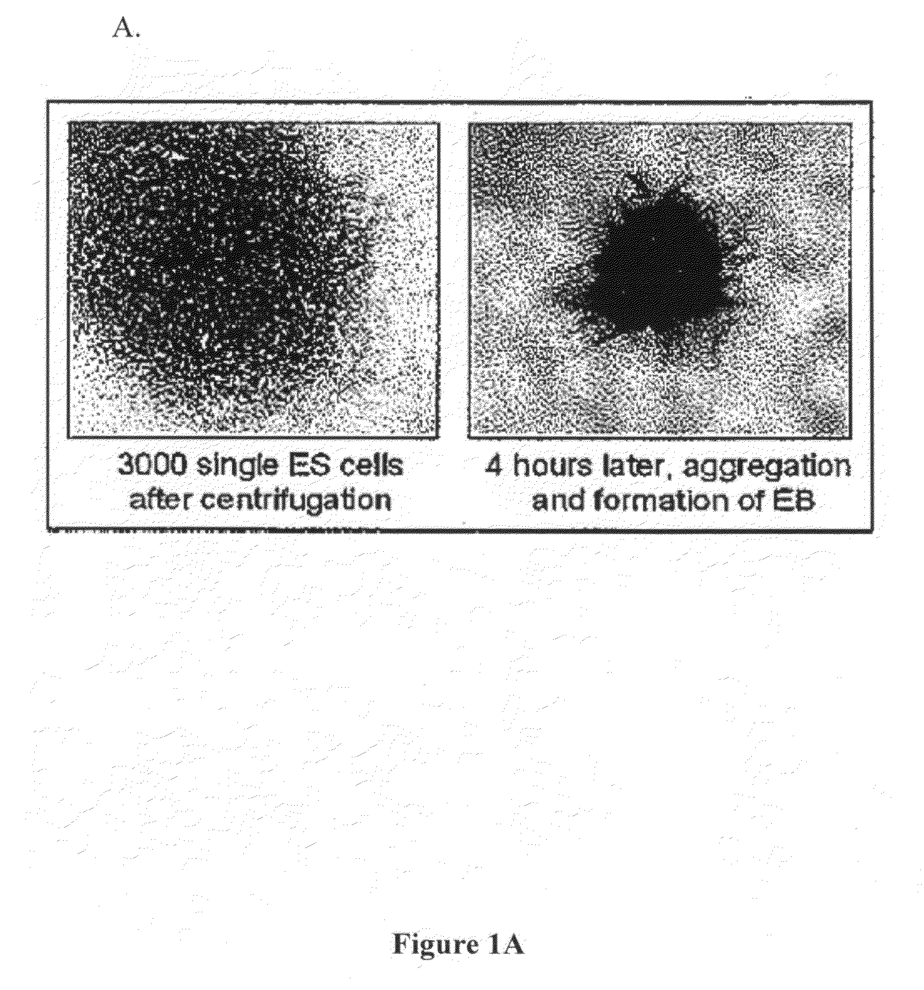 Cell matrix related compositions and their use for generating embryoid bodies