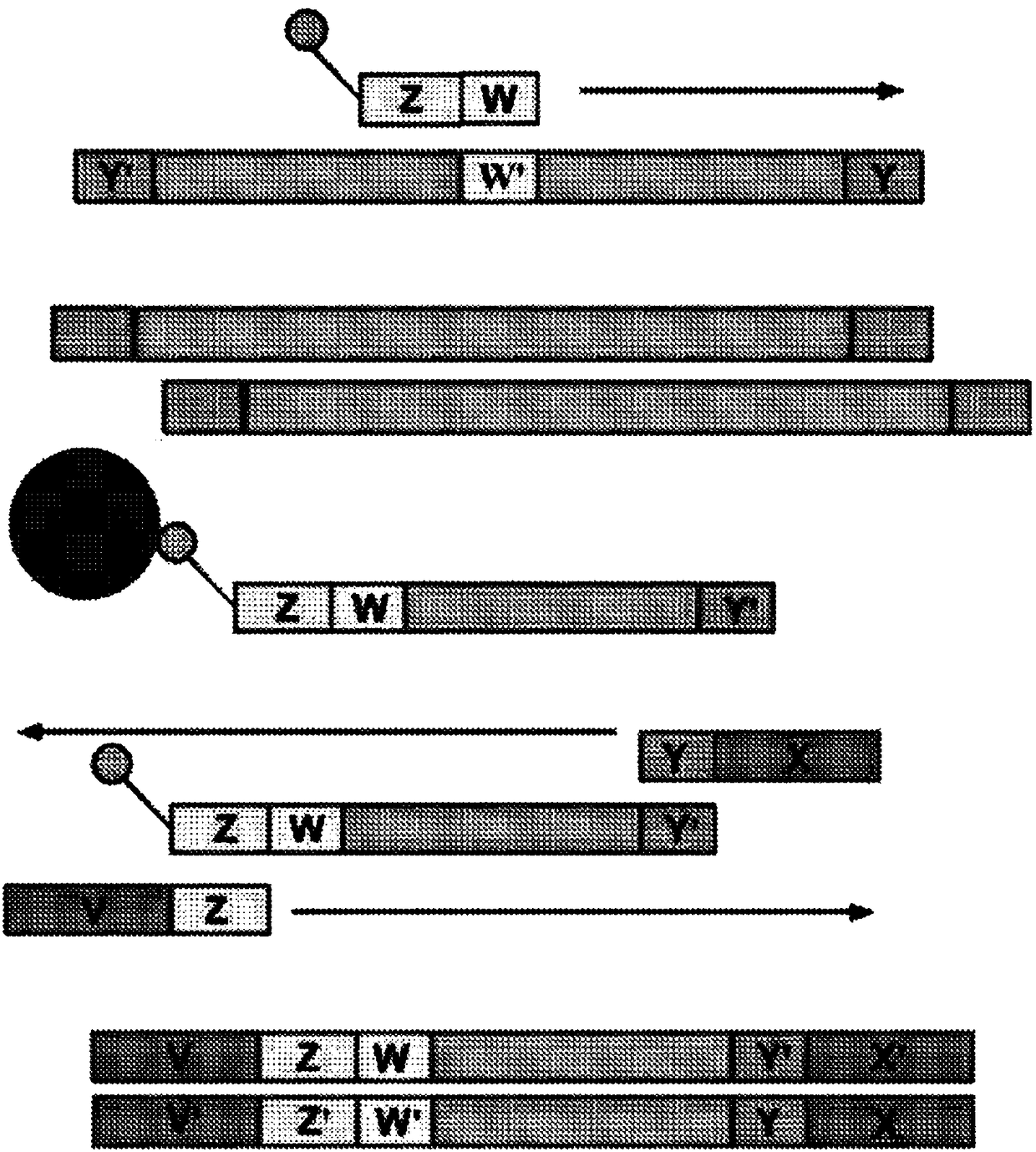 System and methods for detecting genetic variation