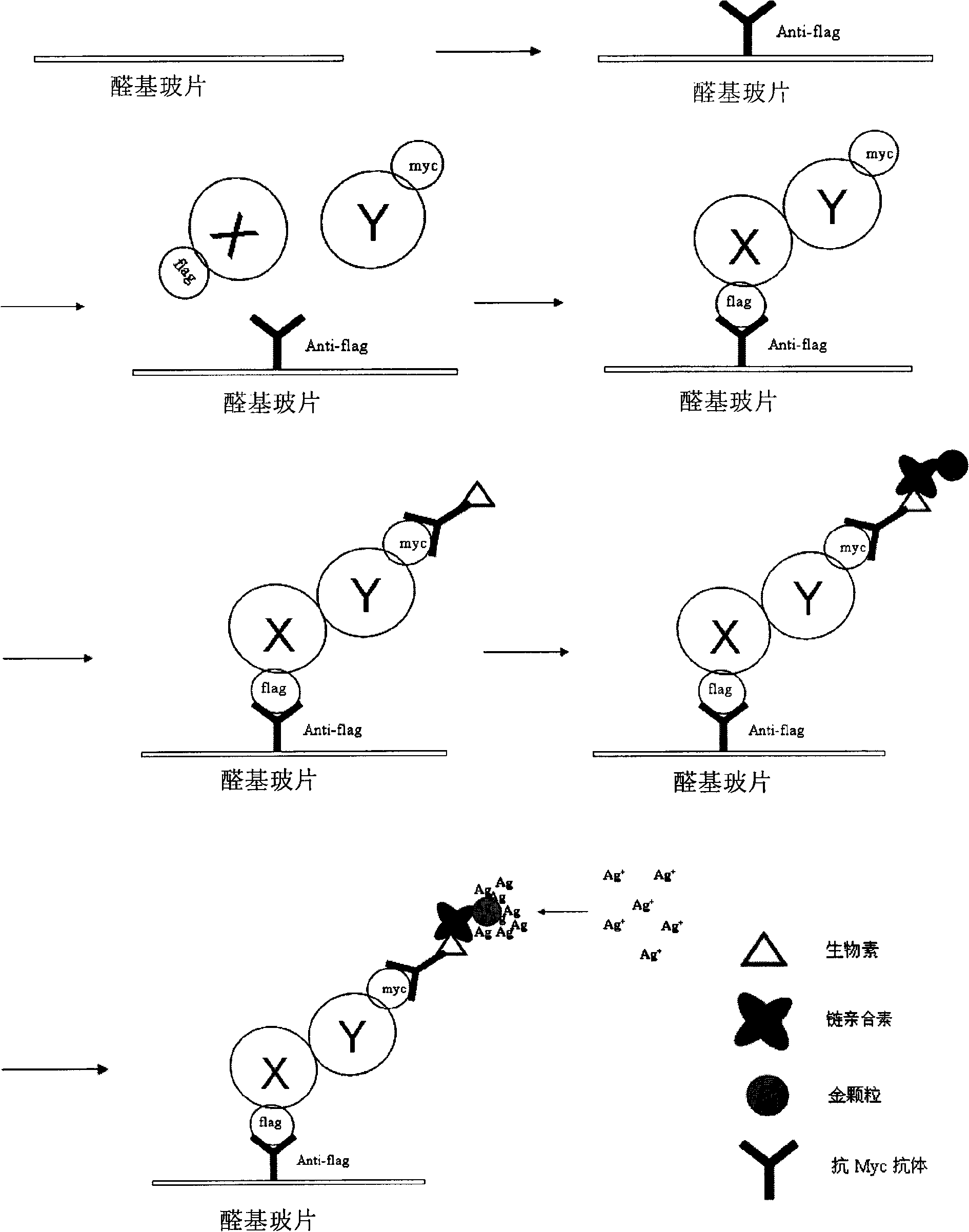 High-flux visible chip detecting method of protein-protein interaction and detecting kit for protein-protein interaction