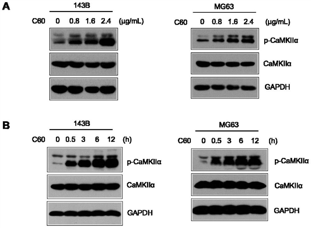 Application of a composition of fullerene C60 nanocrystals combined with camkii inhibitors