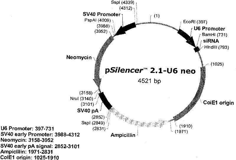 Construction and application of RNA interference expression vector of targeted ZNF268 gene