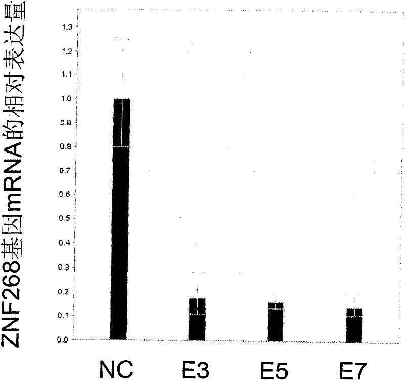 Construction and application of RNA interference expression vector of targeted ZNF268 gene