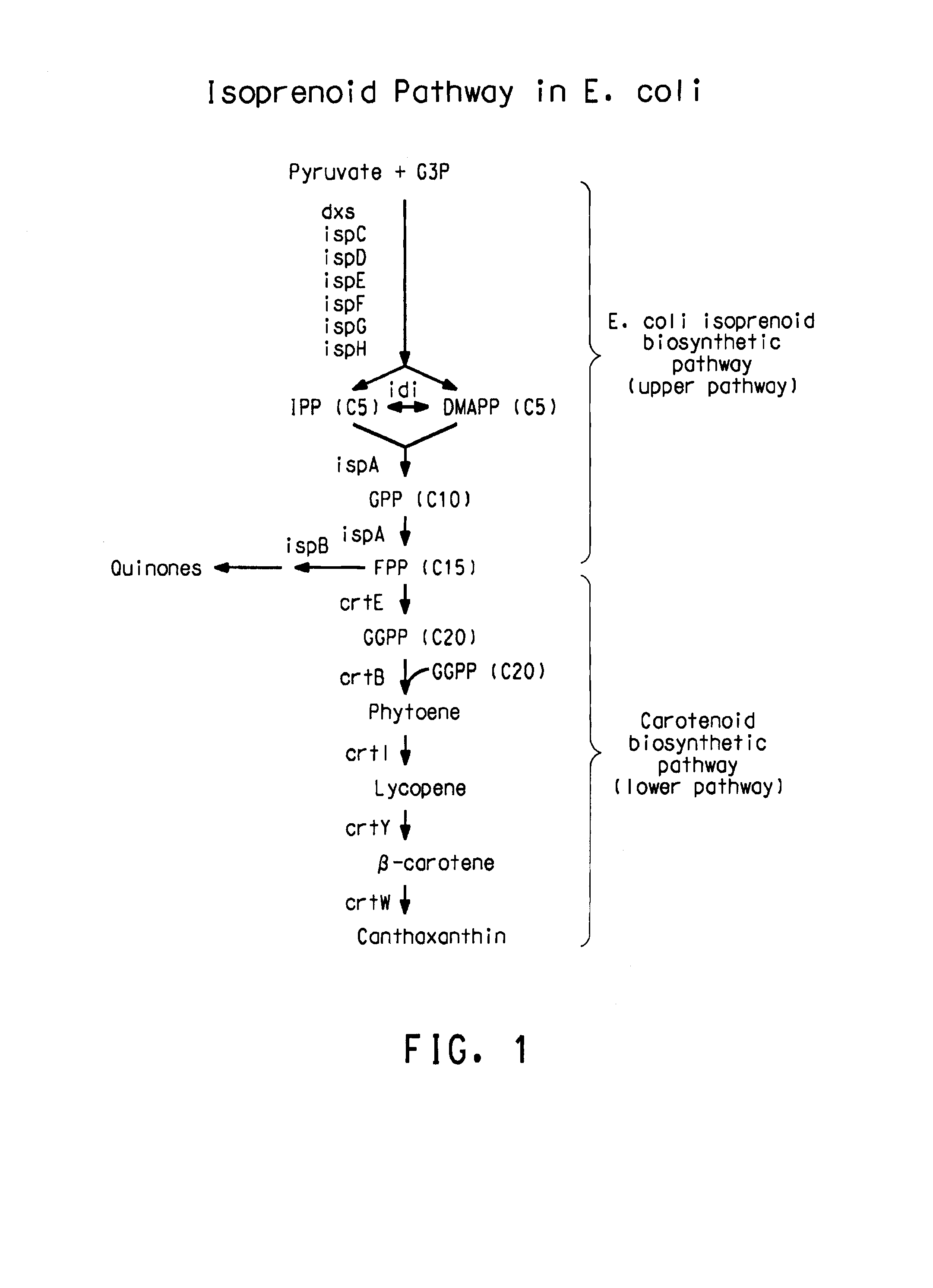 Method to increase hydrophobic compound titer in a recombinant microorganism